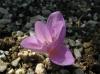 Colchicum Turcicum