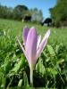 Colchicum Turcicum