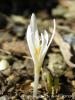 Colchicum Umbrosum