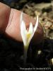 Colchicum Umbrosum