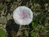 Convolvulus Xxx / Convolvulacea