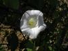 Calystegia Sepium / Convolvulaceae