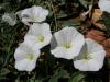 Convolvulus Arvensis / Convolvulaceae