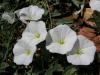 Convolvulus Arvensis / Convolvulaceae