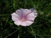 Convolvulus Cantabrica / Convolvulaceae