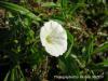 Convolvulus Arvensis / neada