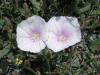 Convolvulus Sp.