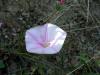 Convolvulus Cantabrica Ist.