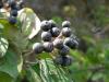 Cornus Sanguinea ( Cornaceae )