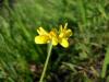 Coronilla Coronata Ist.