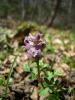 Corydalis Wendelboi / Turna Gagas