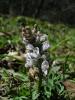 Corydalis Wendelboi / Turna Gagas