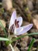 Crocus Reticulatus Subsp. Hittiticus