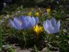 Crocus Abantensis (abant idemi)