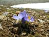 Crocus Abantensis / Abant idemi