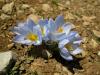 Crocus Abantensis / Abant idemi