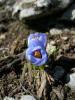 Crocus Abantensis / Abant idemi