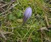 Crocus Biflorus Subsp. Ionopharynx