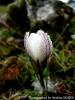 Crocus Fauseri