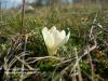 Crocus Biflorus Subsp. Alexandrii