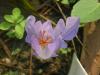 Crocus speciosus subsp. ilgazensis