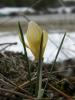 Crocus Danfordiae