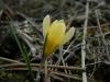 Crocus Danfordiae