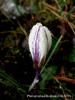 Crocus Fauseri