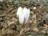 Crocus Fleischeri