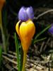 Crocus Herbertii