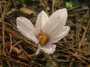 Crocus Mathewii