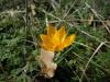 Crocus Olivieri Subsp. Olivieri