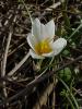 Crocus Pestalozzae 23.01.06 ataltepe st.