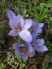 Crocus Pulchellus atalca