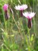 Crupina Crupinastrum istanbul