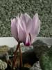 Cyclamen Cilicicum