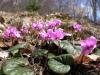 Cyclamen Coum Kartepe