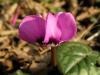 Cyclamen Coum Vize (siklamen)