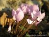 Cyclamen Mirabile