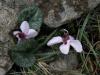 Cyclamen Trochopteranthum