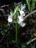 Dactylorhiza Romana st.