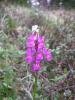 Dactylorhiza Romana Subsp. Romana Istanbul