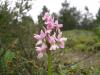 Dactylorhiza Romana Subsp. Romana Istanbul