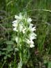 Dactylorhiza Romana Subsp. Romana Istanbul