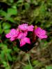 Dianthus Giganteus. / Istranca Dalar