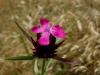 Dianthus Giganteus / Yabani Karanfil