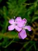 Dianthus Sp. Istranca Dalar