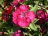 Dianthus Sp.