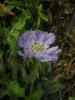 Scabiosa Caucasica / Dipsacaceae