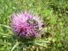 Silybum marianum (Asteraceae)